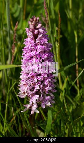 Thee Common Spotted Orchid is widespread and highly variable in colour and in some cases the leaves are not spotted. There are many  sub-species Stock Photo