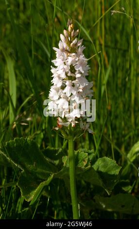 The Common Spotted Orchid is widespread and highly variable in colour and in some cases the leaves are not spotted. There are many  sub-species Stock Photo