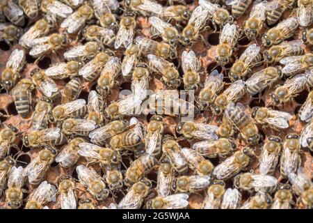 Honeycomb, bees, Honey in sealed and not sealed his cell and pollen - closeup Stock Photo