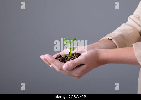 Midsection of caucasian businesswoman holding plant seedling, isolated on grey background Stock Photo