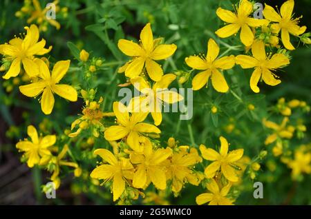 Yellow flowers of hypericum perforatum as a blooming background. Flowering herbaceous perennial plant used in folk medicine. Stock Photo