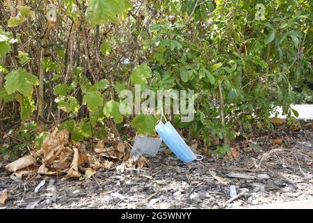 Discarded used PPE lying in a hedge Stock Photo