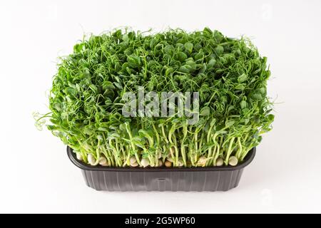 Sprouted pea sprouts in a plastic box on a white background, organic healthy microgreens Stock Photo