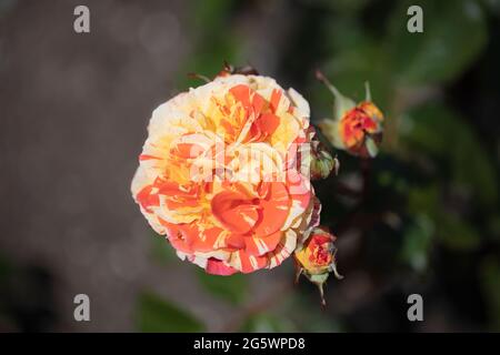 Very striking Oranges And Lemons rosa floribunda flowers in a garden. Stock Photo
