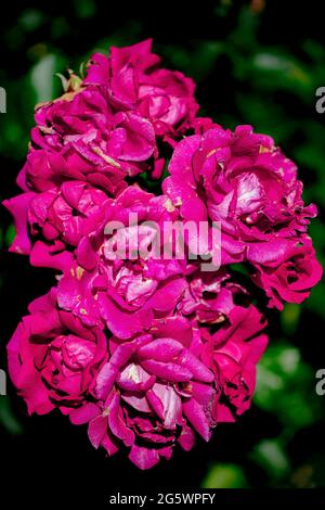 View of Hot Pants floribunda rose with hot deep pink semi double flowers with a reverse of silvery white on the petals. Stock Photo