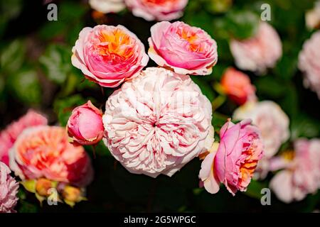 View of creamy orange- pink Ali Mau Floribunda Rose flowers with strong peach and mango fragrance up to 100 petals. Stock Photo