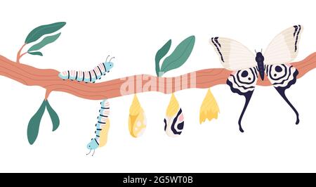 Butterfly metamorphosis. Growth process and life cycle from caterpillar to butterflies. Larva, pupa in cocoon and imago stage vector concept Stock Vector