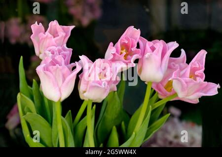 Bouquet of pink tulips in a vase on the balcony, Sofia, Bulgaria Stock Photo