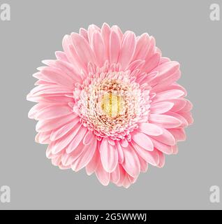 Gerbera flower isolated on gray background. Beautiful pink flower for your design. Stock Photo