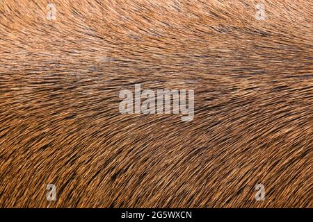 Deer fur background close up. Deer skin pattern Stock Photo