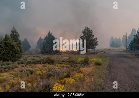 Weed, California, USA. 29th June, 2021. Flames burn in a field at the Tennant Fire. Credit: Jungho Kim/ZUMA Wire/Alamy Live News Stock Photo