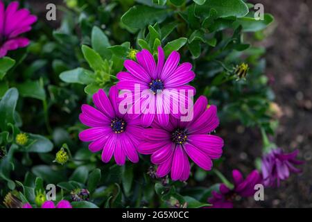 Osteospermum 'Tresco Purple' / Cape Daisy Stock Photo