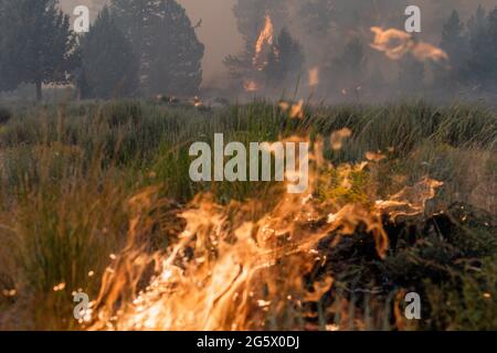 Weed, California, USA. 29th June, 2021. Vegetation burns at the Tennant Fire. Credit: Jungho Kim/ZUMA Wire/Alamy Live News Stock Photo