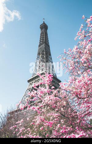 The Eiffel Tower in Paris, France, surrounded by pink cherry blossom flowers in spring Stock Photo