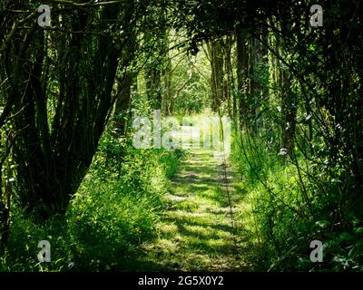 Footpath through the forest, Cornwall, UK Stock Photo