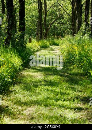 Footpath through the woods in the summer, Cornwall, UK Stock Photo