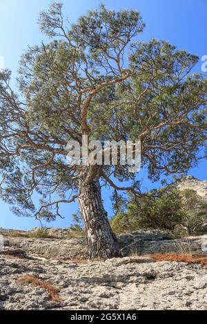 A lonely pine tree stands on a steep stone cliff. On the background of a blue sky Stock Photo