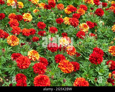 Colourful African marigolds, Tagetes erecta, in a flower bed Stock Photo