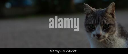A grey and white young cat looking at camera in a park Stock Photo