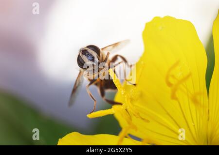 A bee sits on a yellow flower and collects nectar. Sunny day in the garden. Copy space Stock Photo