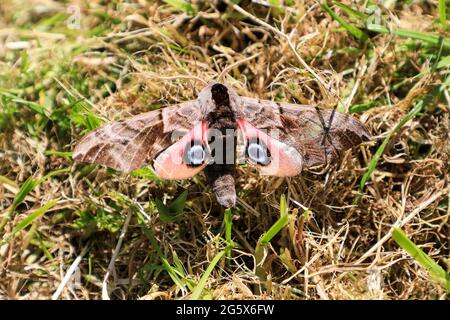 An Eyed hawk-moth (Smerinthus ocellatus) resting on grass, Norfolk, England, UK