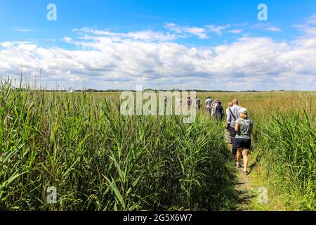 People on an organised walk by Norfolk Wildlife Trust on Hickling Broad, Norfolk, England, UK Stock Photo