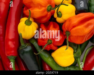 Plan view of assorted chilli peppers. Stock Photo