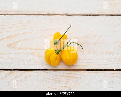 Plan view of yellow Scotch Bonnet peppers on a white wooden panelled,rustic background. Stock Photo