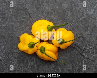 Plan view of yellow Scotch Bonnet peppers on a grey background. Stock Photo