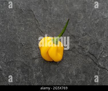 Plan view of yellow Scotch Bonnet pepper on a grey background. Stock Photo