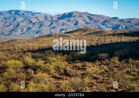 Saguaro National Park in Southern Arizona Stock Photo