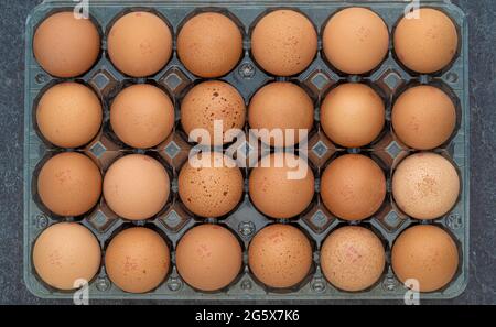 Plan view of of 24 brown eggs in a clear plastic carton on a grey background. Stock Photo