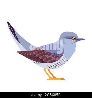 Common cuckoo is a member of the cuckoo order of birds, Cuculiformes. Bird Cartoon flat style beautiful character of ornithology, vector illustration Stock Vector