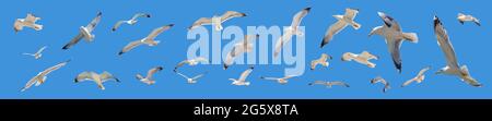 Flying seagulls set on clear blue sky background, open wings. European herring gulls collection panoramic, low angle view, banner. Aegean sea Greece. Stock Photo