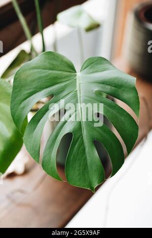 poplar plant Tulip Poplar