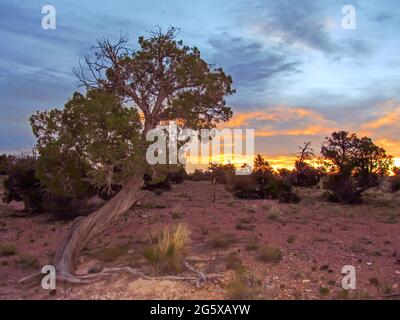 Sunrise, with a Utah Juniper, Juniperus Osteosperma, in the foreground in the arid high desert just outside Escalante in Utah, USA Stock Photo