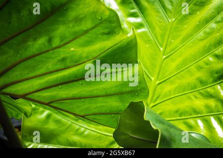 alocasia macrorrhiza black stem elephant ear ornamental plant big leaves Stock Photo