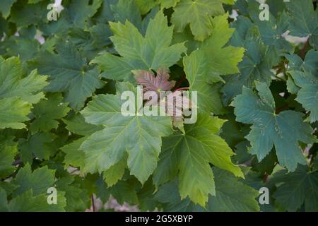 fresh leaves and fruit of Acer pseudoplatanus tree Stock Photo