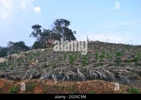 pineapple garden covered with coconut leaves Stock Photo