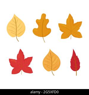 Set of Autumn, fall leaves different colours and shapes isolated on white background stock vector illustration. Vector illustration Stock Vector
