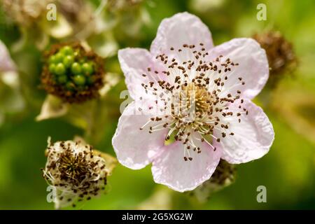 Rubus fruticosus, Bramble flower closeup in early summer, Dorset, United Kingdom Stock Photo