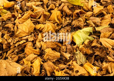 Dry leaves of the plane tree Stock Photo