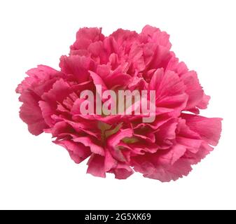 Carnation flower pink isolated on white background Stock Photo