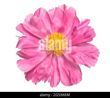 Pink peony flower head isolated on white background Stock Photo