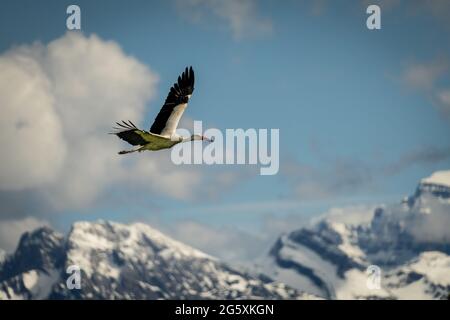 Weissstorch, White stork flying with snowy mountains in the background Stock Photo