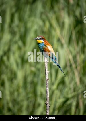 Bee-eater perched on branch Stock Photo