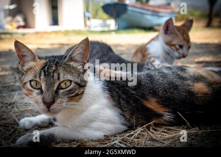 Two Agouti fur colour cats resting in the shadow Stock Photo