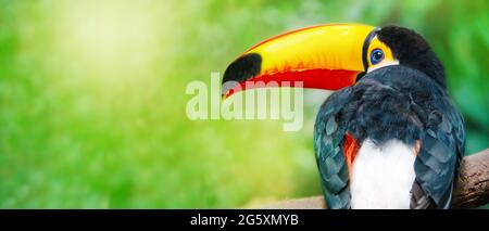 Toucan Toco bird sitting on a branch of the tree in rainforest of Brazil. Panoramic image Stock Photo