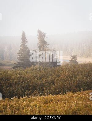 Pine trees in fog, in Cutler, Maine Stock Photo