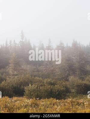 Pine trees in fog, in Cutler, Maine Stock Photo